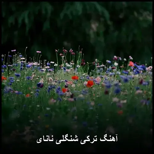 شنگلی نانای - ترکی
