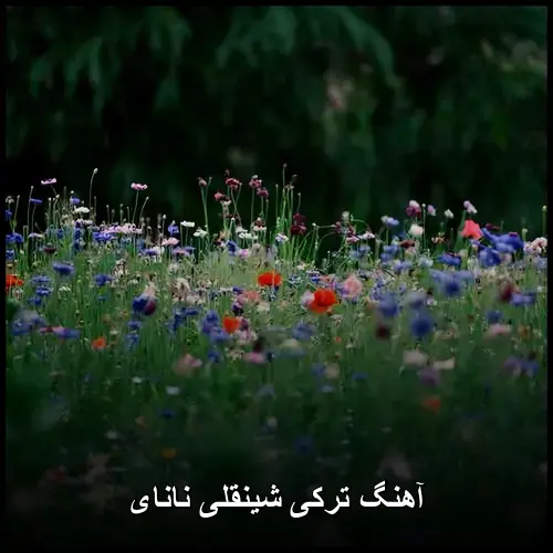 شینقلی نانای - ترکی