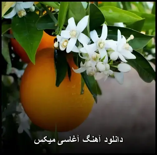 میکس - آغاسی