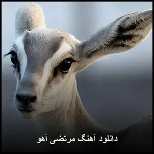 دانلود آهنگ مرتضی آهو | ترانه نوستالژی و خاطره انگیز قدیمی دانلود آهنگ مرتضی آهو | ترانه نوستالژی و خاطره انگیز قدیمی