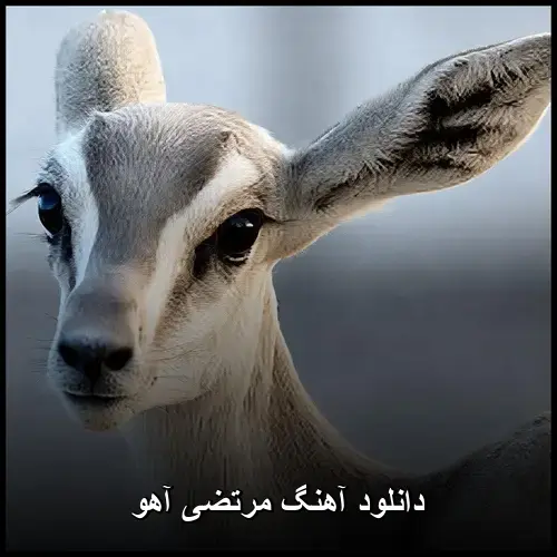 آهو - مرتضی