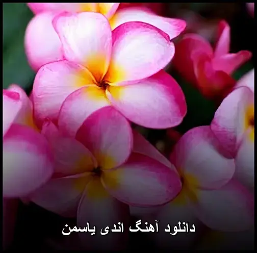 یاسمن - اندی