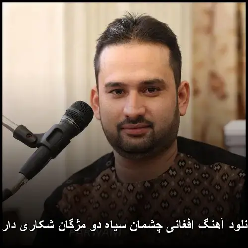 سیاه دو مژگان شکاری داری - افغانی چشمان